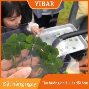YIBAR 1 5 10 tấm bưu thiếp cỏ ba lá may mắn thiệp chúc mừng cỏ tự nhiên trong suốt để đánh dấu