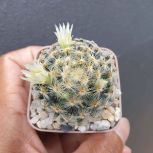 ต้นกระบองเพชร แมมขนนก แมมขนนกเหลือง คละสีดอก Mammillaria schiedeana #แคคตัส #cactus #Mammillaria