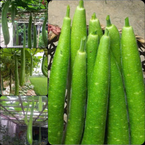 Hạt giống bầu trắng trái dài dể trồng gói 30 hạt