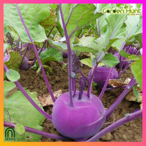 SeedsPLAZA™ - Purple Vienna Kohl Rabi Seeds for Planting Vegetables Plant (40 Seed) incl. Instruction for Kohlrabi