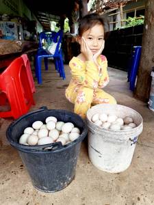 ไข่เป็ดสดๆ 15 ฟอง ไข่ฟองโต จากฟาร์ม เก็บใหม่ทุกวัน พร้อมส่งถึงมือ ล้างทำความสะอาดแล้ว