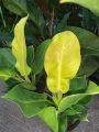 Philodendron Imperial Gold. 