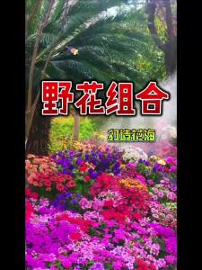 野花组合多年生混装花种子组合装混合耐寒懒人阳台庭院花园室外