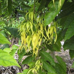 Ylang-Ylang (Cananga odorata) - - Pokok Kenanga - केनांगा फूल पौधा Heavenly Fragrance – Cananga Odorata Exotic Perfume Tree Aromatherapy Favorite Tropical Flowering Beauty LIVE PLANT