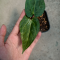 Anthurium Iron Giant Variegata. 
