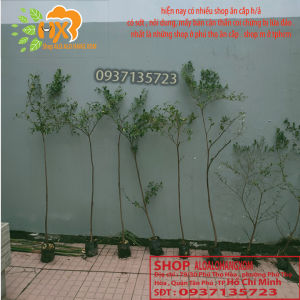 [HCM]cây bàng đài loan cao từ 70-90 cm -combo 3 cây