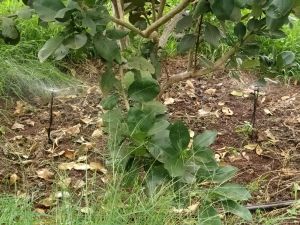 Béc tưới cây tổng hợp phiên bản giới hạn (917 947 SD609 AVA 947) 100 Cái Đóng Gói Đảm Bảo