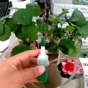 38ml Liquid Fertilizer Concentrated Plant Nutrition Baja Air Pekat 浓缩花草植物营养液水培植物