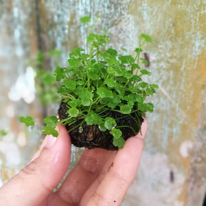Hydrocotyle sp Australia(澳洲天湖葵 )Emerge水上叶/Aquatic plant//Tumbuhan Akuatik/Terrarium/ Paludarium/Vivarium
