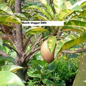 Bibit sawo jumbo varigata super cepat berbuah hasil okulasi