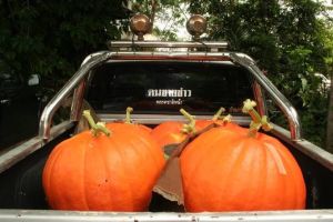 เมล็ดฟักทองใหญ่ยักษ์เมล็ดฟักทองยักษ์ 10เมล็ด Big Boon Pumpkin Big Max Pumpkin Original สายพันธุ์ OP