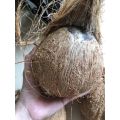 Quả dừa già khô cùi dày, nhiều nước, mỏng vỏ quả to ngon. 