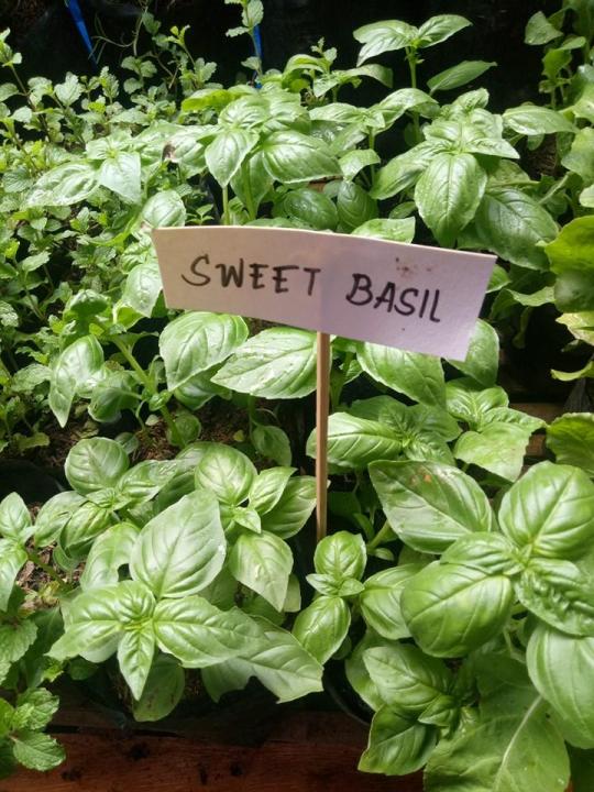 Sweet basil hybrid seeds for planting 20 seeds HERB AND SPICES