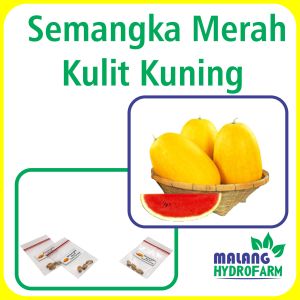 Benih Semangka Merah Kulit Kuning Unggulan Berkualitas biji bibit repack jenar hydroponik hidroponik buah buahan tanaman pot