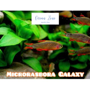 【Ocean Zone】Microrasbora Galaxy / Danio margaritatus – 2pcs/5pcs (Live Fish)
