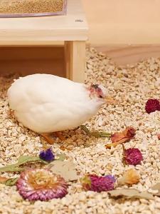 LZD  Luding Chicken Corncob Padding Rutin Chicken Padding Fermentation Deodorant Dust-Free Fermentation Bed Hamster Chicken Feeding Supplies