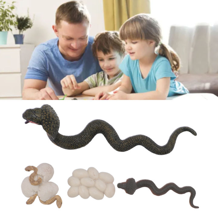 Rắn cuộc sống chu kỳ figurine rắn tăng trưởng chu kỳ mô hình kích thích ...
