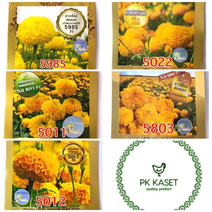 เมล็ดพันธุ์ดาวเรือง ทองเฉลิม 100 เมล็ด ต้านทานโรค