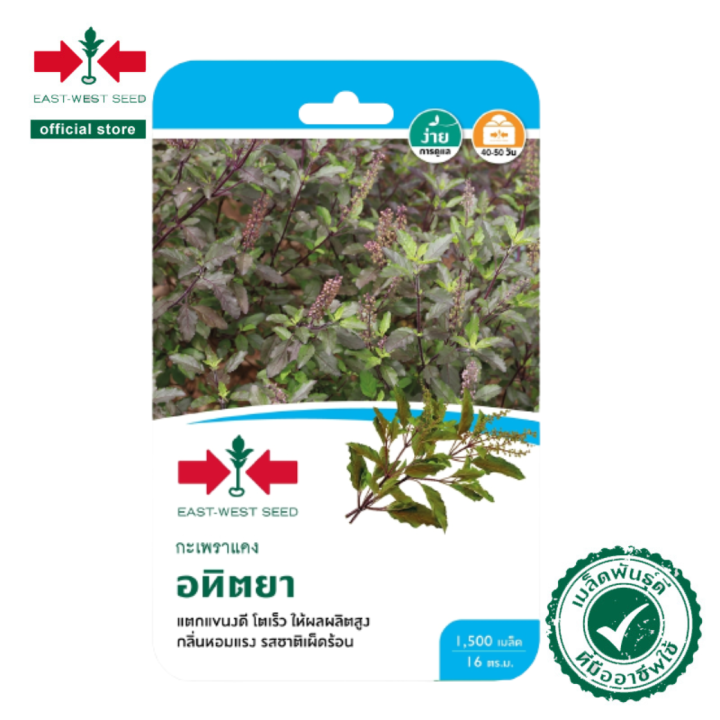 เมล็ดพันธุ์กะเพราแดง อทิตยา East-West Seed แตกแขนงดี