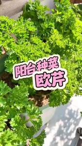 Parsley is a fragrant herb suitable for spring autumn and winter. Potted parsley is a herbaceous vegetable that can be planted all year round