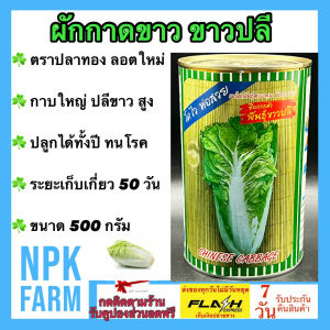 ปลาทอง ผักกาดขาว ขาวปลี ขนาด 500 กรัม หมดอายุ 03/2570ลอตใหม่ งอกดี กาบใหญ่ ปลีขาว ห่อแน่น ทนทานโรค อายุเก็บเกี่ยว 50 วัน ปลูกได้ตลอดทั้งปี