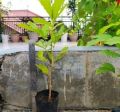 Bibit Tanaman Buah Kecacil / Cacil Buah Langka Murah. 