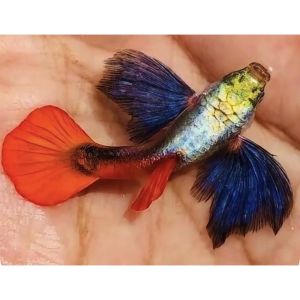 GPS Platinum DumboGuppy Fish Hiasan 1 Pair