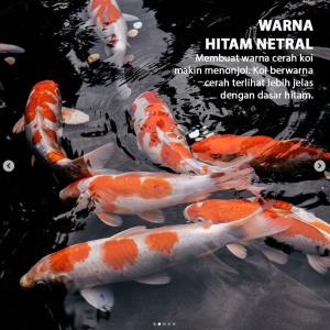 San proof fish pond cat kolam ikan Waterponding 25 kg/ 2 komponen cat pelapis kolam ikan koi