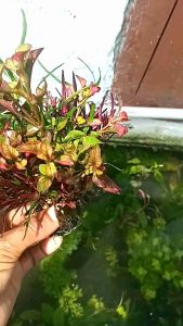 Tanaman Air Akuarium Kombinasi Paket Hiasan Akuarium