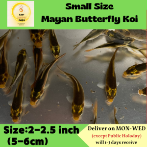 Mayan Butterfly Koi  S SIZE  /Live Fish /Freshwater/玛雅鲤鱼