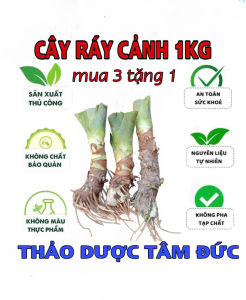 cây ráy voi lớn mua 3 tặng 1  mua 5 tặng 2
