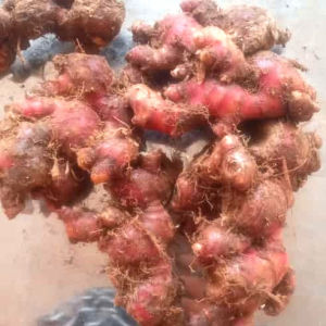 ahe merah segar 1kg-jahe merah medan-jahe merah segar 1kg super-rempah herbal-jahe segar-jahe merah original-wedang jahe-jahe merah super 1kg-jahe merah asli-jahe merah