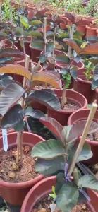 Thai Red Guava plants..9-10inch pot .ht -2ft