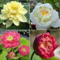 Hạt giống hoa sen bách diệp trăm cánh Mix ( gói 5 hạt ). 