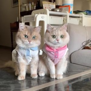 Dog Polo Shirt Cat Lapel T-shirt Thin Cooling Pet Puppy Clothes