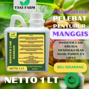 Pupuk Semprot Pelebat Buah MANGGIS Pupuk Pelebat Buah MANGGIS  Pupuk Penyubur Buah MANGGIS ZPT