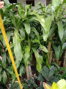 Extra Large Dracaena Fragrans Corn plant 铁树 香龙血树 鐵樹 Massangeana cornstalk Live gardening pokok