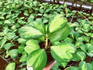 โฮย่า ใบหัวใจ Hoya kerrii var. ต้นไม้แขวนประดับ ใบด่าง สวยงาม วางตั้งบนโต๊ะหรือประดับ