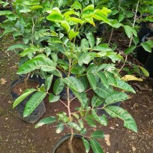 Bibit Kelengkeng Matalada Asli Okulasi Cepat Berbuah Super