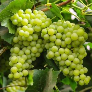Green Grape Vine (Vitis vinifera) - - Pokok Anggur Hijau - अंगूर का पौधा (हरा) Green Grapes – Fast-Fruiting Vine Sweet Edible Fruit Ideal for Pots or Trellis Tropical Garden Climber LIVE PLANT