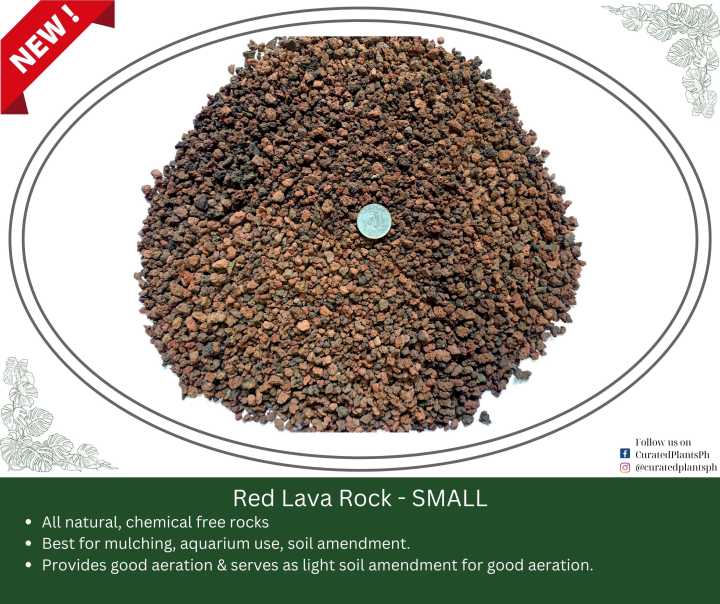 Red Lava Rocks by Curated Plants Lazada PH