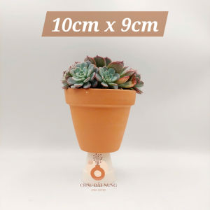 Chậu đất nung chậu sen đá xương rồng - Ly gờ 109 đường kính miệng 10cm chiều cao 9cm
