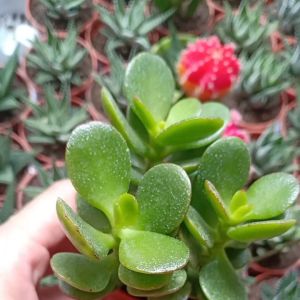 Plants Succulent Money Plant