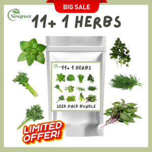 11+1 Herbs Seeds Pack Bundle for Gardening High Quality Local Plant Seeds