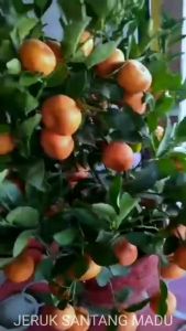 Bibit jeruk super lengkap unggul cepat berbuah