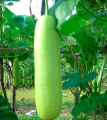 100 BIJI LABU AIR LABU PUTIH. 
