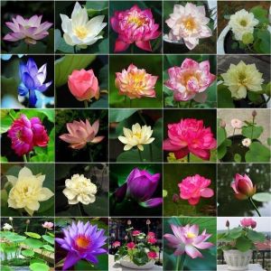 Buy 1 Get 1  Wanlian SeedBuy One Get One New Product Bowl Lotus Seeds Hydroponic Potted Plants