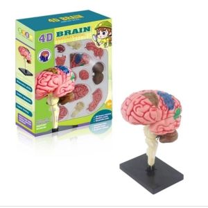 Human Body Anatomy Model Brain Anatomy Model Alat Peraga Anatomi Tubuh Manusia Education Toys Anak