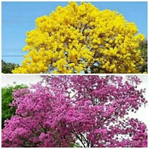 PAKET 12 Tanaman Tabebuya Pink dan Tabebuya Kuning