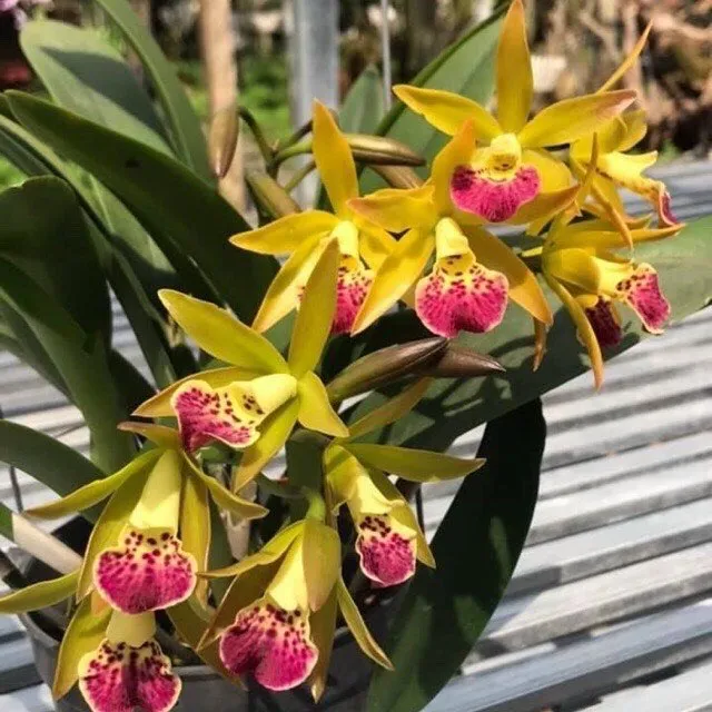 Brass%20ph%C6%B0%E1%BB%A3ng%20ho%C3%A0ng%20l%E1%BB%ADa%20c%C3%A2y%20gi%E1%BB%91ng%20-%20Image%201